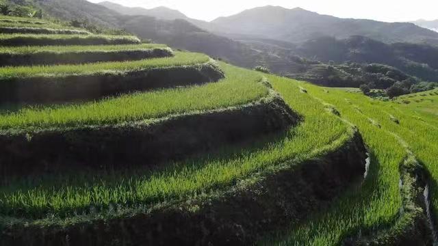 紙托盤(pán)
